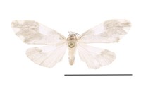 藏品(光昏苔蛾)的圖片